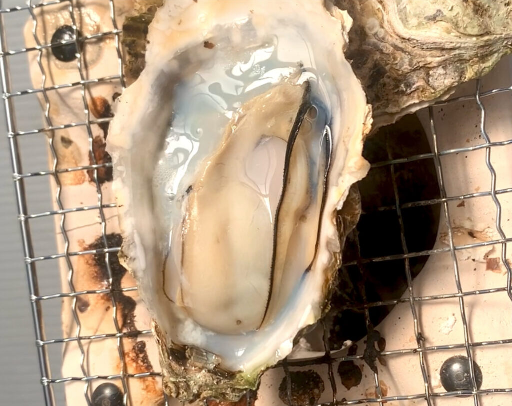 冷凍殻付き牡蠣